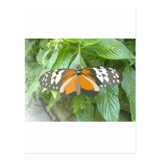 monarch butterfly vector art animation cartoon post card