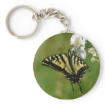Monarch Butterly on Blackberry Blossoms