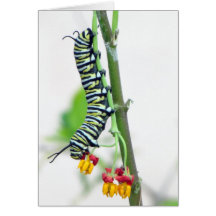 Monarch Caterpillar Greeting Card