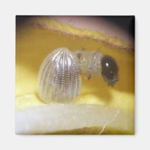 Monarch Caterpillar Magnet