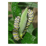 MONARCH CATERPILLAR PAIR bookmark