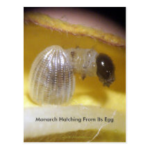 Monarch Caterpillar Post Card