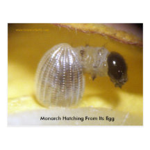 Monarch Caterpillar Post Card