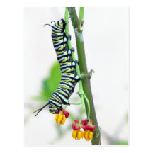 Monarch Caterpillar Postcard