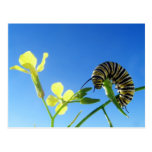 Monarch Caterpillar Postcards