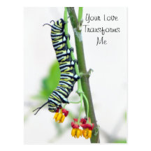 Monarch Caterpillar Valentine Postcard
