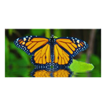 Monarch Glory Photo Cards