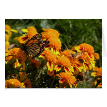 Monarch in the marigolds greeting card