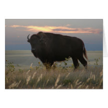 Monarch of the Plains Greeting Card