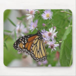 Monarch on Asters Mousepad