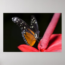 Monarch on its Throne Print