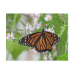 Monarch on Wild Asters Postcard