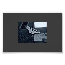 Monarch Photographic Print