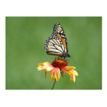 Monarch Postcard