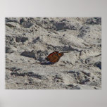Monarch Tanning Print