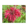 Monarde Postcards