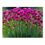 Monards, Quebec, Canada flowers Postcard