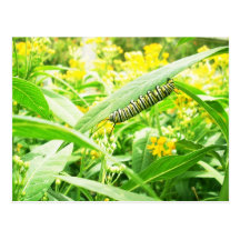 Monarque Caterpillar (plexippus de Danaus) Cartes Postales