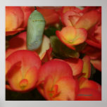 Monarque Chrysalis Affiche