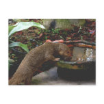 Mongoose Wildlife Happy Hour