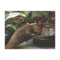 Mongoose Wildlife Happy Hour