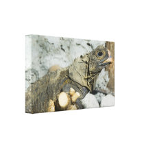 Monitor Lizard Canvas Print
