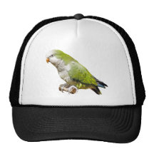 Monk Parakeet Hat