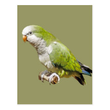 Monk Parakeet Post Cards