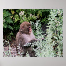 Monkey Daily Pick Posters