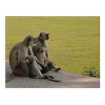 monkey family 2 post cards