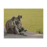 monkey family 2 post cards