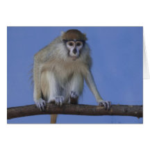 Monkey Greeting Cards
