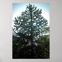 Monkey Puzzle Print