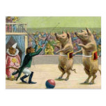 Monkey Ringmaster and Circus Pigs Postcard