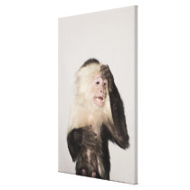 Monkey scratching itself stretched canvas print