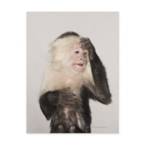Monkey scratching itself postcards
