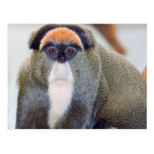 Monkey Stare L Postcards