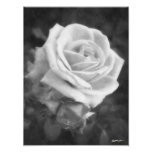 Monochrome Light Rose Print Photograph