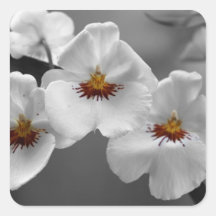 Monochrome Orchids Sticker