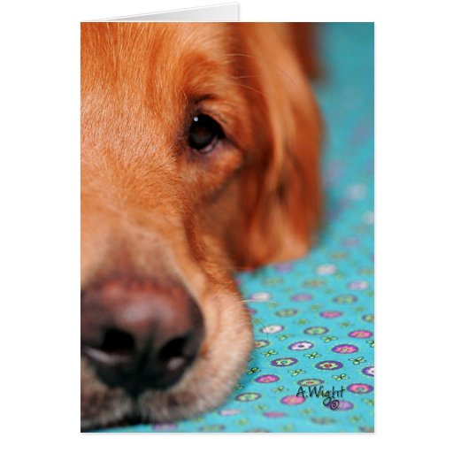 Monsieur Farley, le golden retriever Cartes