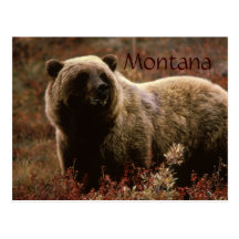 Montana grizzly bear postcard