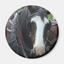 Montana Horse Photos Fridge Magnets