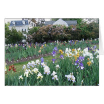 Montclair Irises Greeting Cards