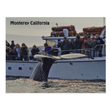 Monterety Whale Watching Up Close Postcard