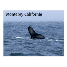 Monterey California Whale Tail Postcard
