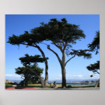 Monterey Cypress Tree, Coastline Photo Print