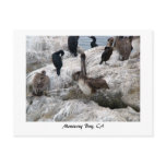 Monterey Pelicans Postcard