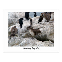 Monterey Pelicans Postcard