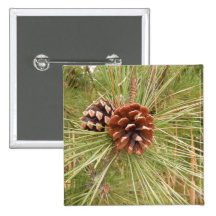 Monterey Pine Tree with Pine Cones
