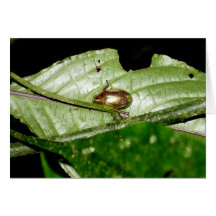 Monteverde, Costa Rica Greeting Card